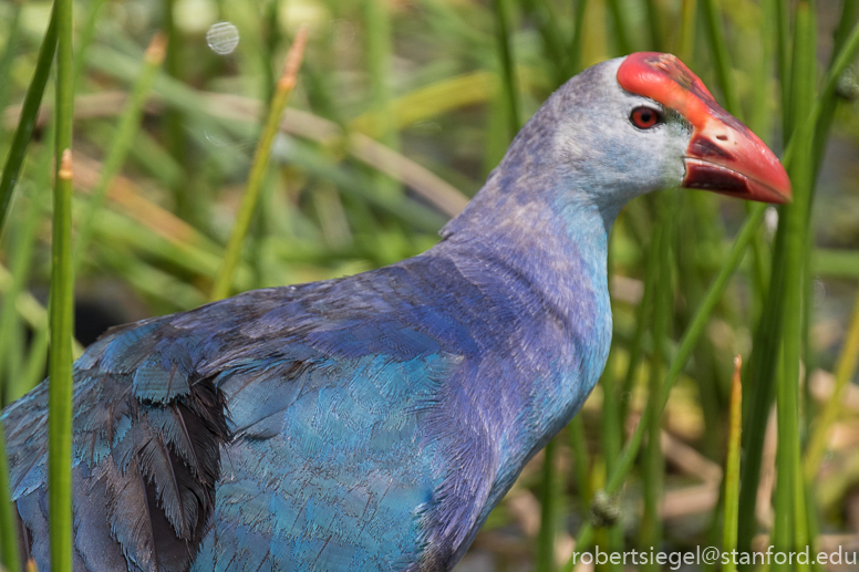 purple swamphen